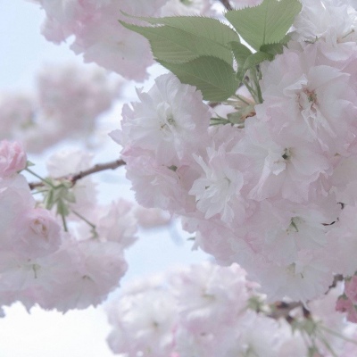 莫力达瓦达斡尔族自治旗FurryQQ群